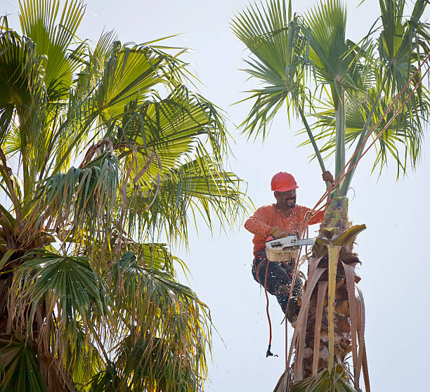 Best Emergency Storm Tree Removal  in Piednt, MO